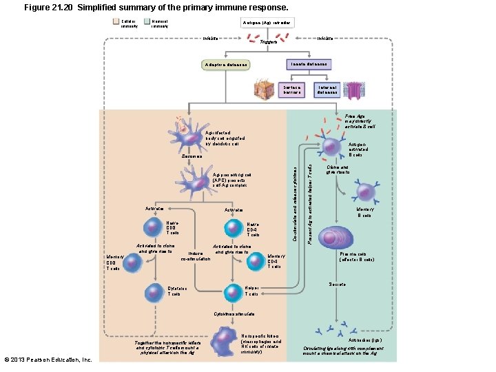 Figure 21. 20 Simplified summary of the primary immune response. Cellular immunity Humoral immunity