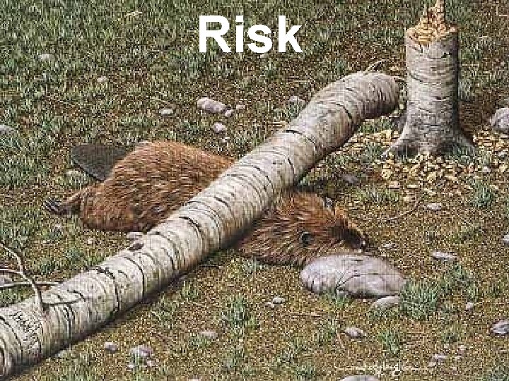 Risk 