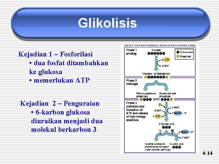 Glikolisis Kejadian 1 – Fosforilasi • dua fosfat ditambahkan ke glukosa • memerlukan ATP