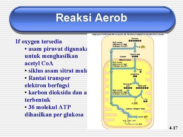 Reaksi Aerob If oxygen tersedia • asam piruvat digunakan untuk menghasilkan acetyl Co. A