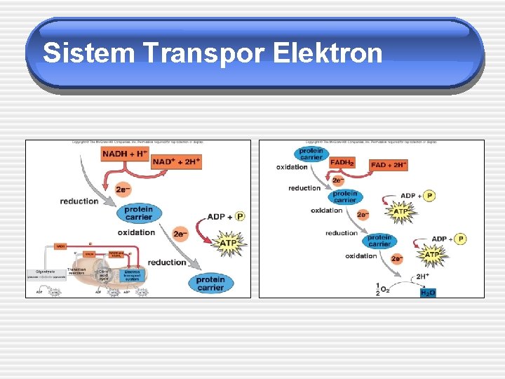 Sistem Transpor Elektron 