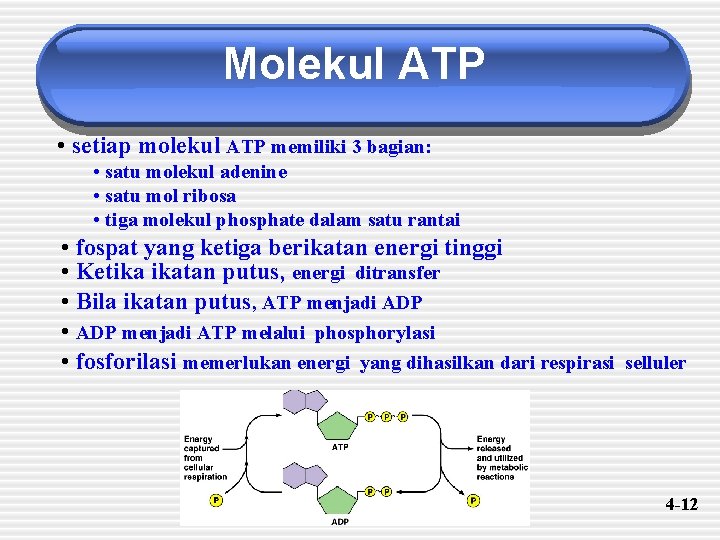 Molekul ATP • setiap molekul ATP memiliki 3 bagian: • satu molekul adenine •