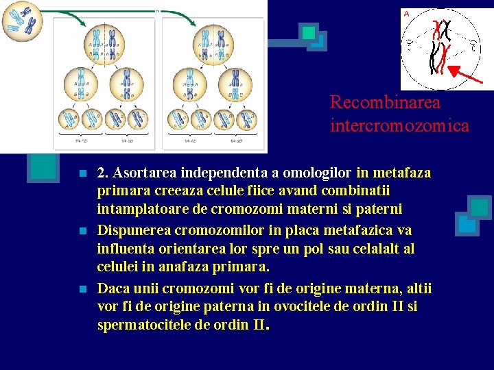 Recombinarea intercromozomica n n n 2. Asortarea independenta a omologilor in metafaza primara creeaza