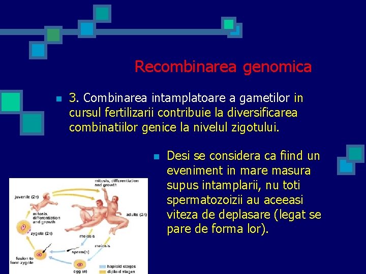 Recombinarea genomica n 3. Combinarea intamplatoare a gametilor in cursul fertilizarii contribuie la diversificarea