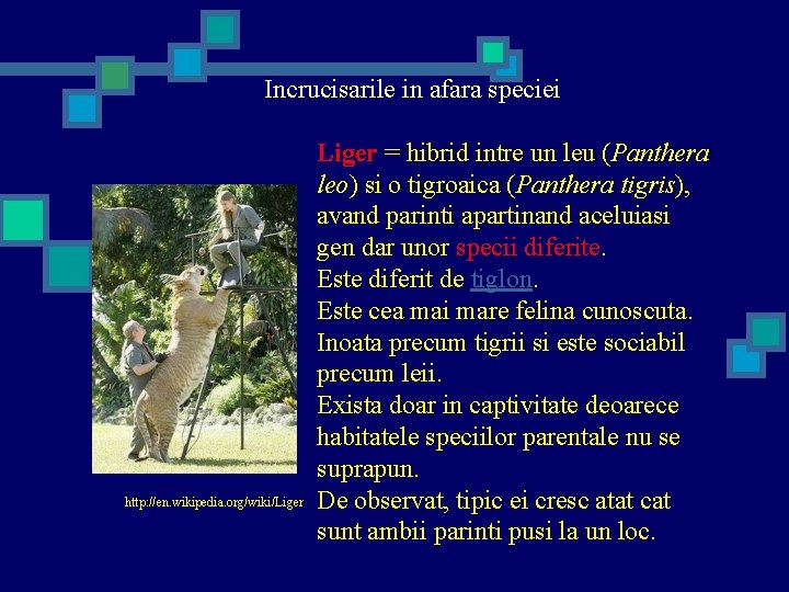 Incrucisarile in afara speciei http: //en. wikipedia. org/wiki/Liger = hibrid intre un leu (Panthera