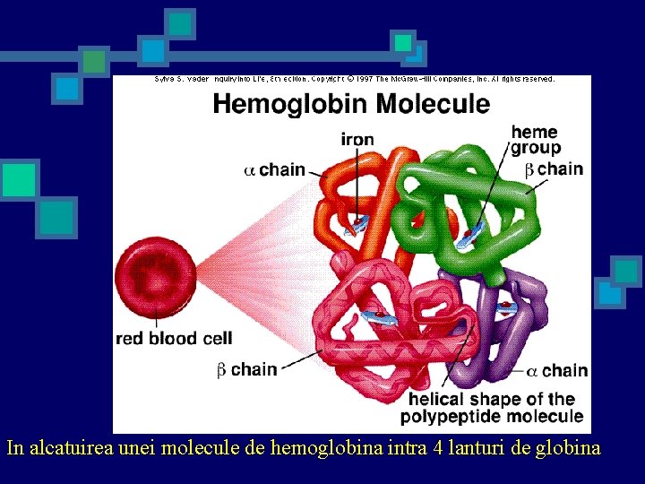 In alcatuirea unei molecule de hemoglobina intra 4 lanturi de globina 
