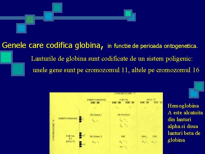 Genele care codifica globina, in functie de perioada ontogenetica. Lanturile de globina sunt codificate