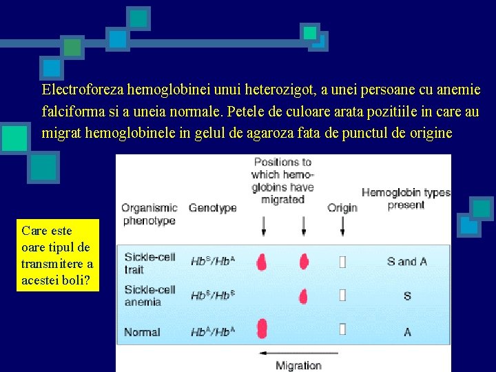 Electroforeza hemoglobinei unui heterozigot, a unei persoane cu anemie falciforma si a uneia normale.