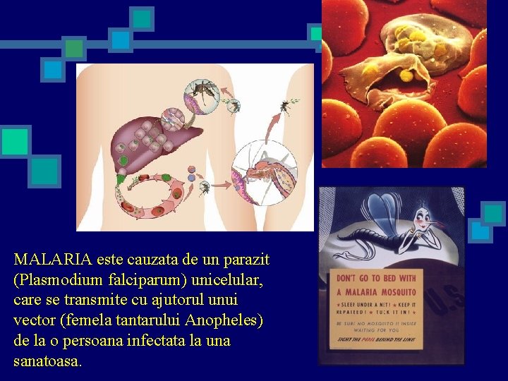 MALARIA este cauzata de un parazit (Plasmodium falciparum) unicelular, care se transmite cu ajutorul