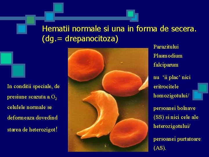 Hematii normale si una in forma de secera. (dg. = drepanocitoza) Parazitului Plasmodium falciparum