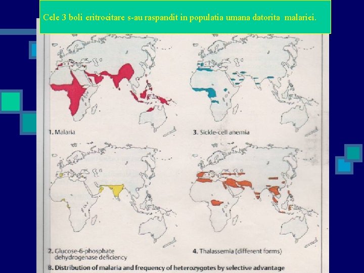 Cele 3 boli eritrocitare s-au raspandit in populatia umana datorita malariei. 