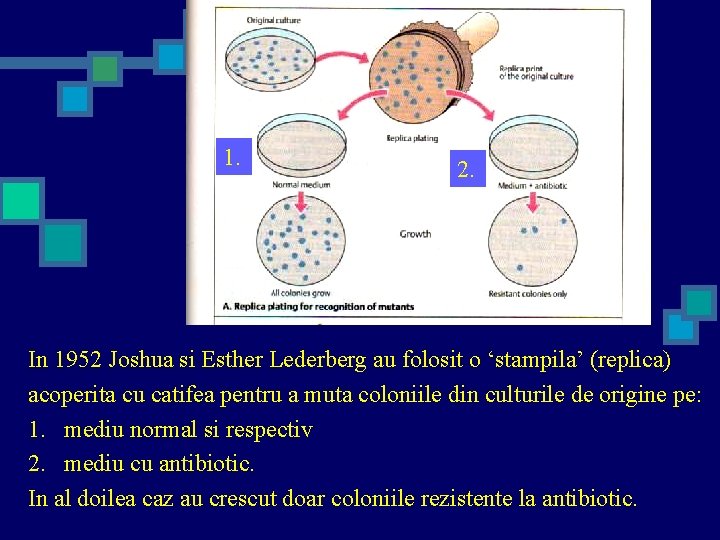 1. 2. In 1952 Joshua si Esther Lederberg au folosit o ‘stampila’ (replica) acoperita