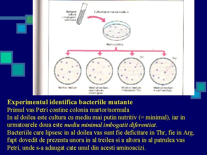 Experimentul identifica bacteriile mutante Primul vas Petri contine colonia martor/normala In al doilea este