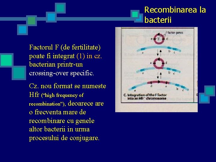 Recombinarea la bacterii Factorul F (de fertilitate) poate fi integrat (1) in cz. bacterian