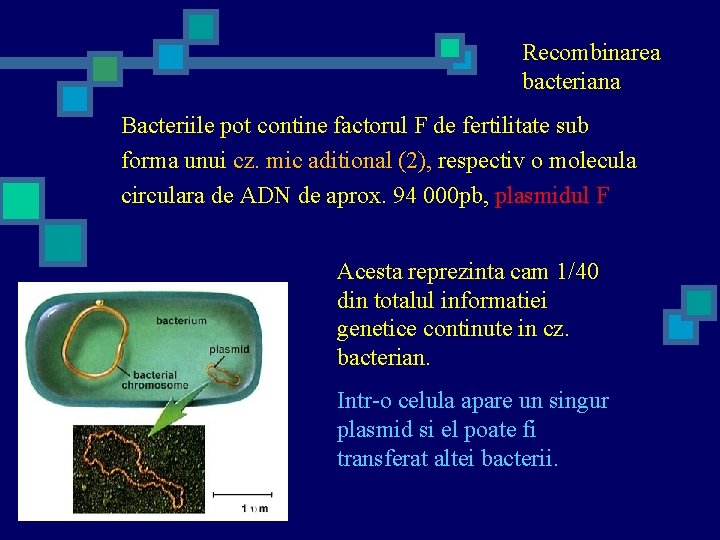 Recombinarea bacteriana Bacteriile pot contine factorul F de fertilitate sub forma unui cz. mic