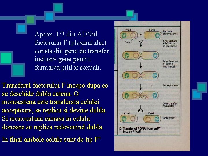 Aprox. 1/3 din ADNul factorului F (plasmidului) consta din gene de transfer, inclusiv gene