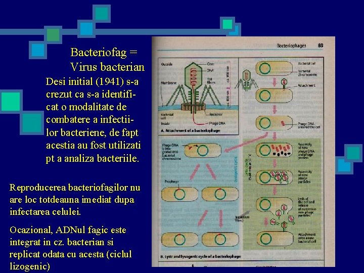 Bacteriofag = Virus bacterian Desi initial (1941) s-a crezut ca s-a identificat o modalitate