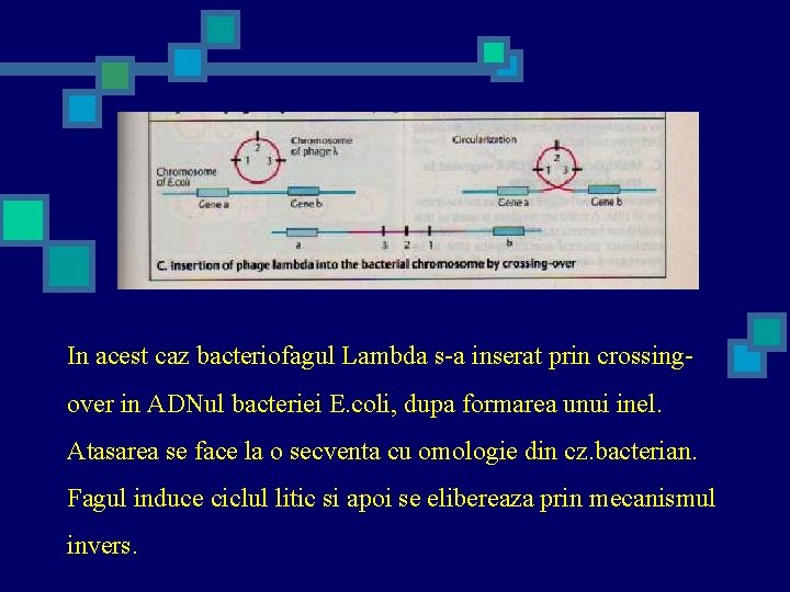 In acest caz bacteriofagul Lambda s-a inserat prin crossingover in ADNul bacteriei E. coli,