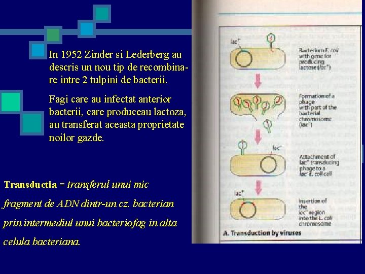 In 1952 Zinder si Lederberg au descris un nou tip de recombinare intre 2