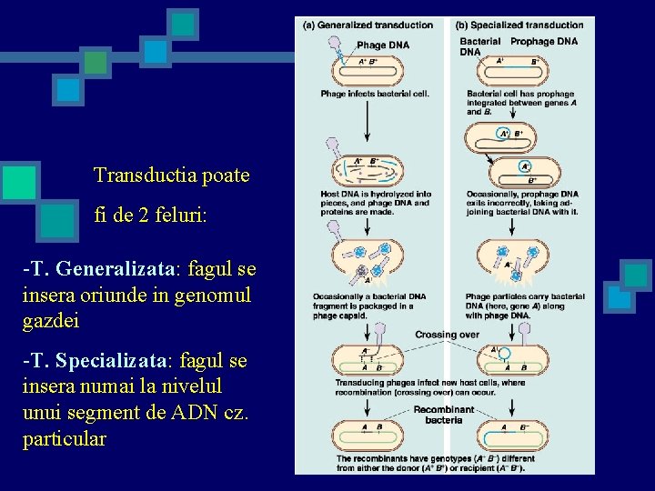 Transductia poate fi de 2 feluri: -T. Generalizata: fagul se insera oriunde in genomul