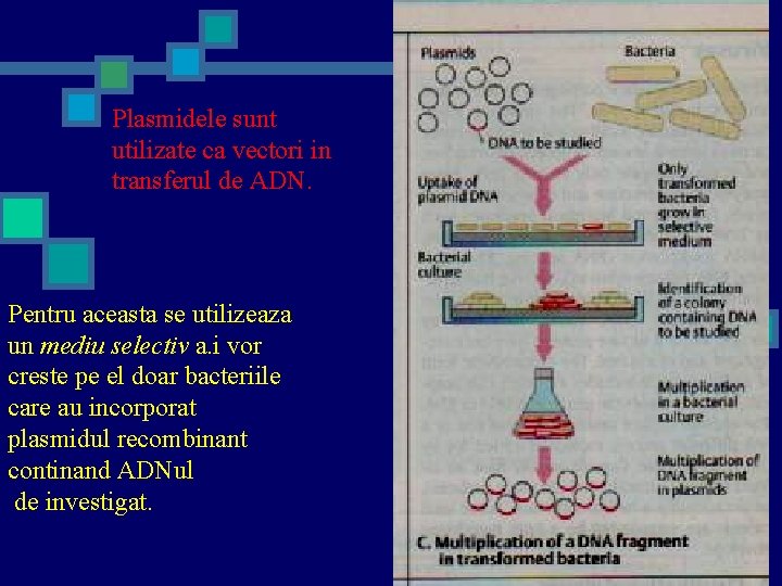 Plasmidele sunt utilizate ca vectori in transferul de ADN. Pentru aceasta se utilizeaza un