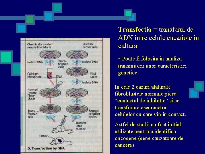 Transfectia = transferul de ADN intre celule eucariote in cultura - Poate fi folosita