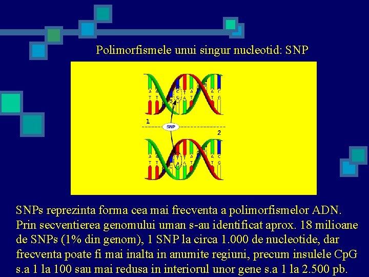 Polimorfismele unui singur nucleotid: SNPs reprezinta forma cea mai frecventa a polimorfismelor ADN. Prin