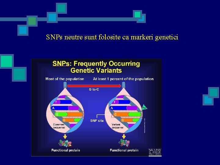 SNPs neutre sunt folosite ca markeri genetici 
