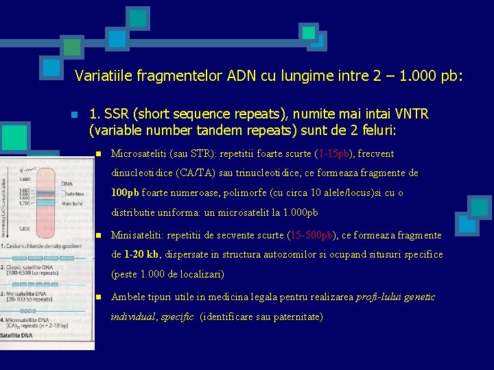 Variatiile fragmentelor ADN cu lungime intre 2 – 1. 000 pb: n 1. SSR