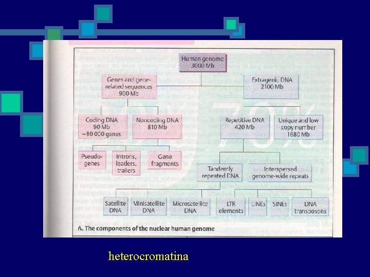 heterocromatina 