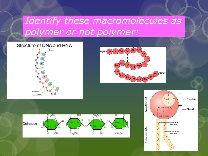 Identify these macromolecules as polymer or not polymer: 
