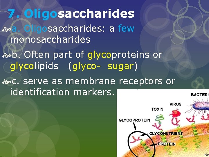 7. Oligosaccharides a. Oligosaccharides: a few monosaccharides b. Often part of glycoproteins or glycolipids