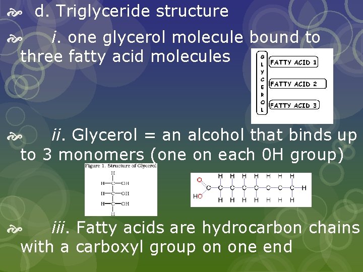  d. Triglyceride structure i. one glycerol molecule bound to three fatty acid molecules