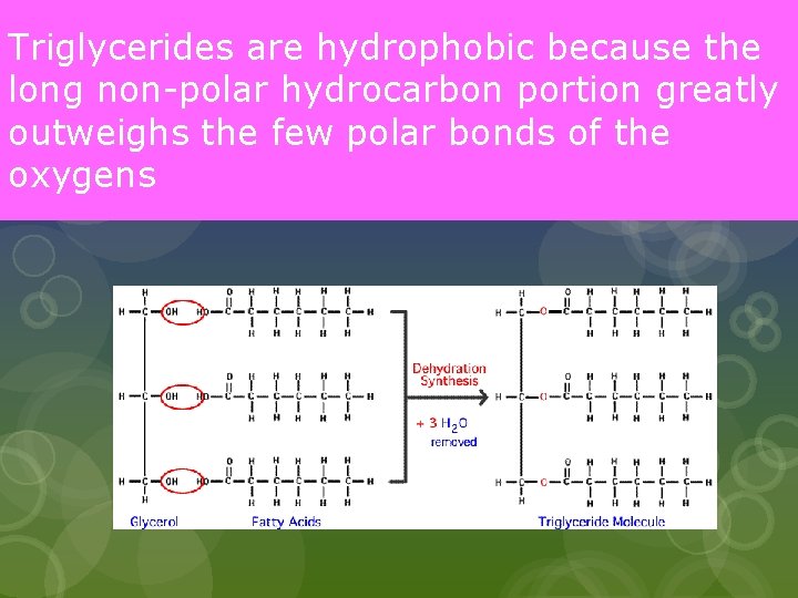 Triglycerides are hydrophobic because the long non-polar hydrocarbon portion greatly outweighs the few polar