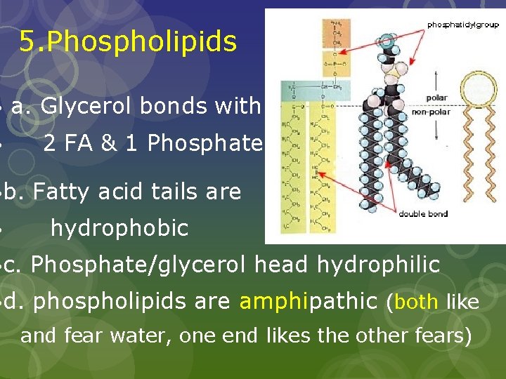 5. Phospholipids a. Glycerol bonds with 2 FA & 1 Phosphate b. Fatty acid