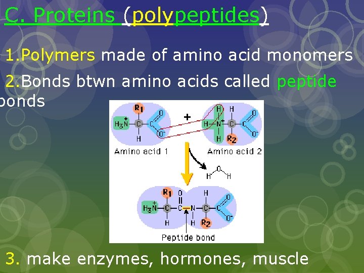 C. Proteins (polypeptides) 1. Polymers made of amino acid monomers 2. Bonds btwn amino