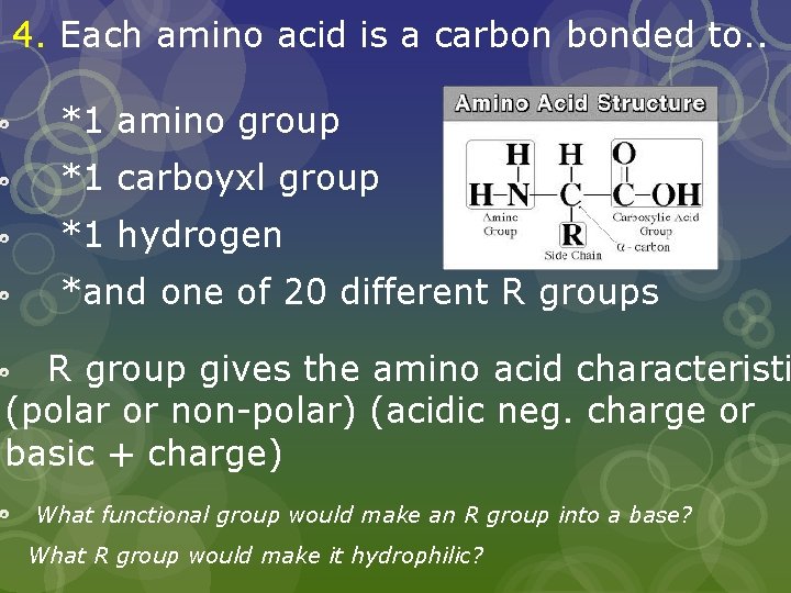 4. Each amino acid is a carbon bonded to. . *1 amino group *1