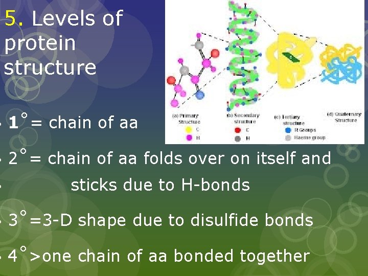 5. Levels of protein structure 1˚= chain of aa 2˚= chain of aa folds
