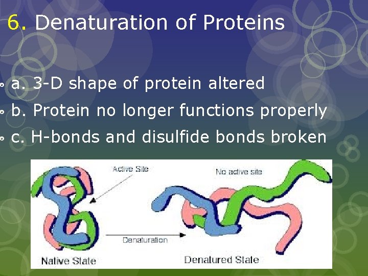 6. Denaturation of Proteins a. 3 -D shape of protein altered b. Protein no