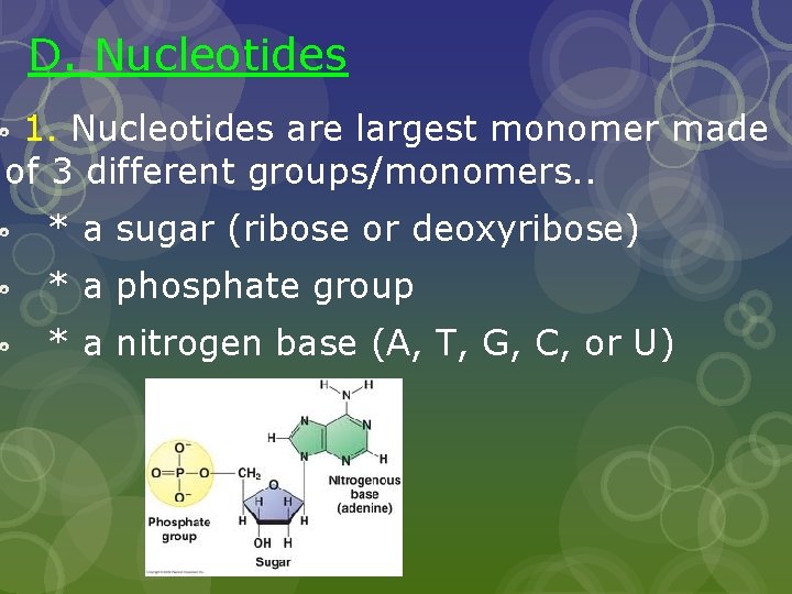 D. Nucleotides 1. Nucleotides are largest monomer made of 3 different groups/monomers. . *