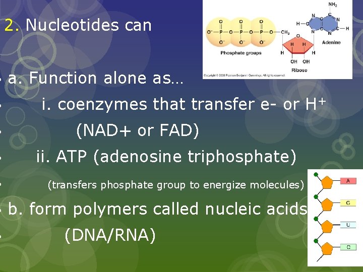 2. Nucleotides can a. Function alone as… i. coenzymes that transfer e- or H+