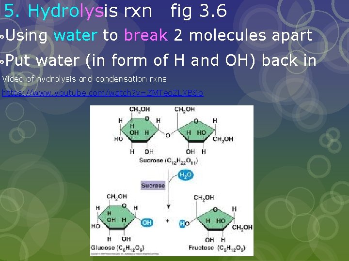 5. Hydrolysis rxn fig 3. 6 Using water to break 2 molecules apart Put