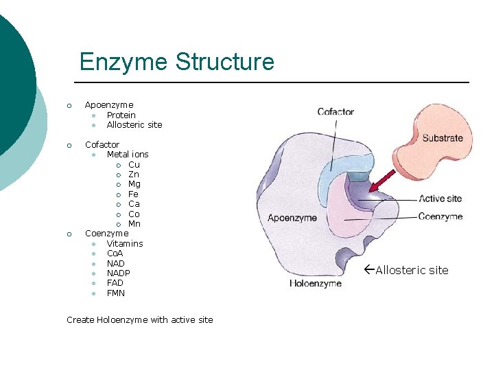 Enzyme Structure ¡ Apoenzyme l Protein l Allosteric site ¡ Cofactor l Metal ions