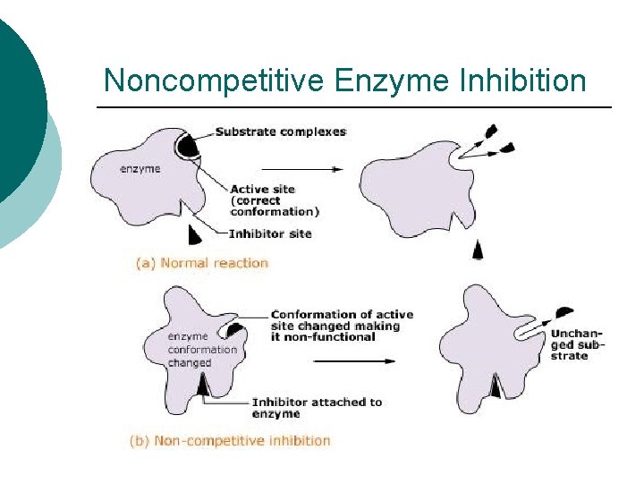 Noncompetitive Enzyme Inhibition 