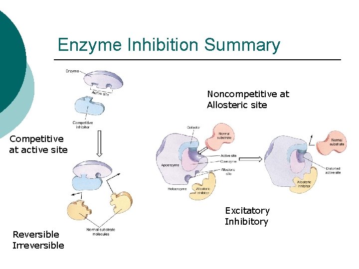 Enzyme Inhibition Summary Noncompetitive at Allosteric site Competitive at active site Excitatory Inhibitory Reversible