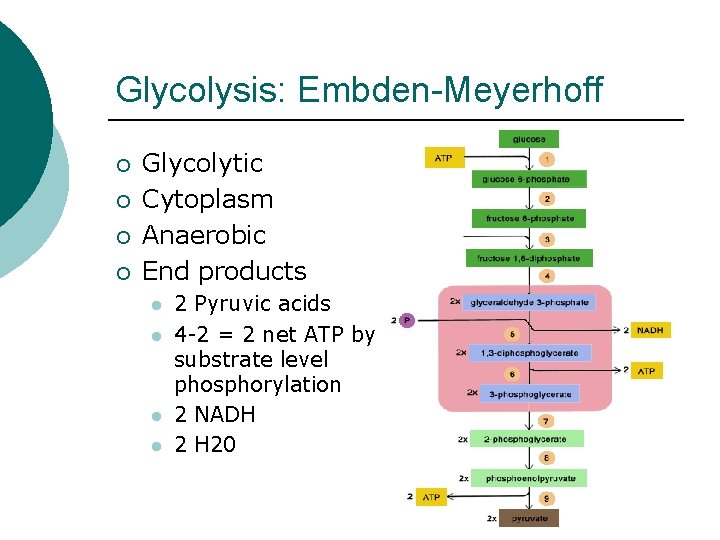Glycolysis: Embden-Meyerhoff ¡ ¡ Glycolytic Cytoplasm Anaerobic End products l l 2 Pyruvic acids