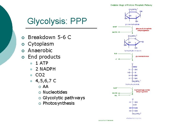Glycolysis: PPP ¡ ¡ Breakdown 5 -6 C Cytoplasm Anaerobic End products l l