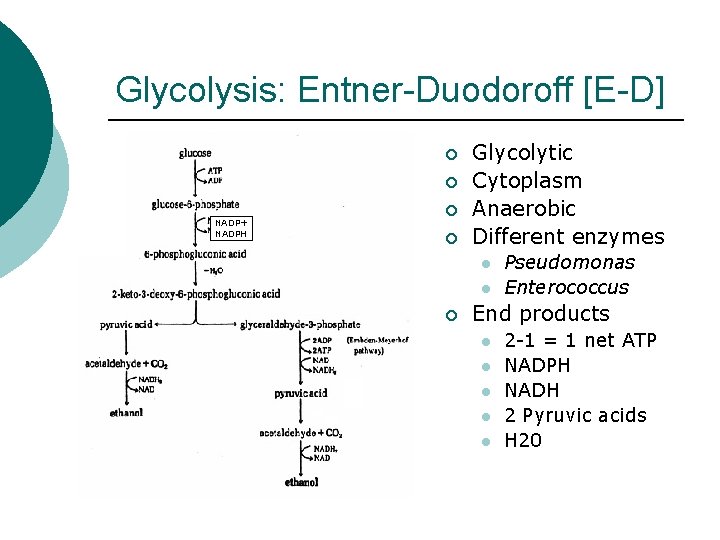 Glycolysis: Entner-Duodoroff [E-D] ¡ ¡ NADP+ NADPH ¡ ¡ Glycolytic Cytoplasm Anaerobic Different enzymes