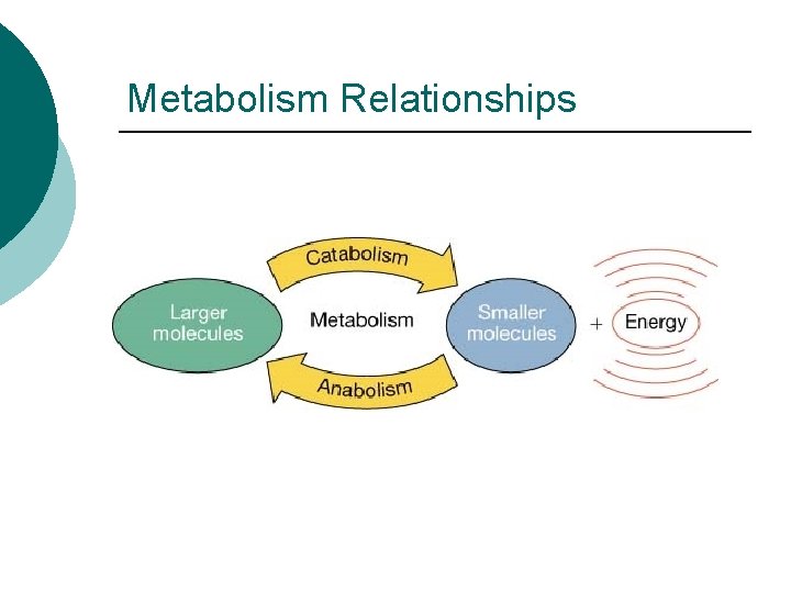 Metabolism Relationships 
