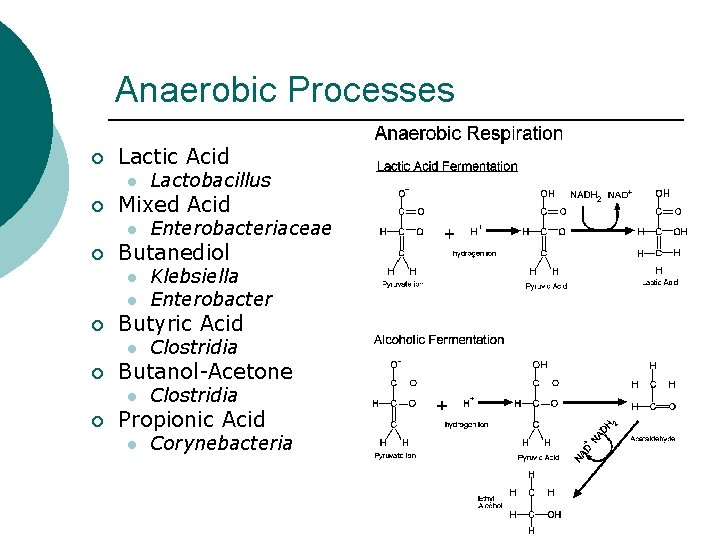 Anaerobic Processes ¡ Lactic Acid l ¡ Mixed Acid l ¡ l Clostridia Butanol-Acetone